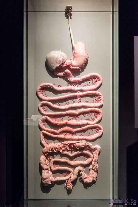 digestive tract body worlds pulse california science cen flickr