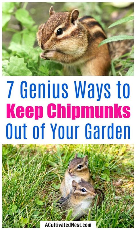 What Is the Best Chipmunk Repellent