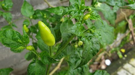 Green Chilli Growing Tips Ideas And Techniques Gardening Tips