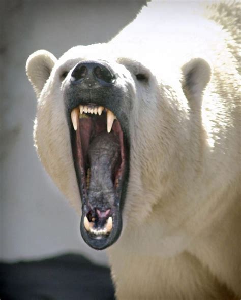 Adaptations Of Polar Bears ~ Lorecentral