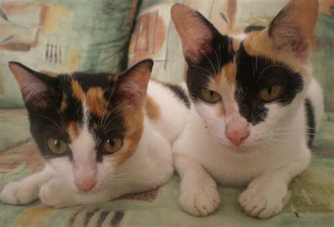 Calico Cats Wiki