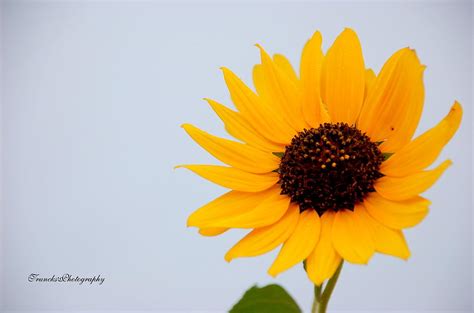 Sunny Sunflower Photograph By Sherry Anns Fine Art America