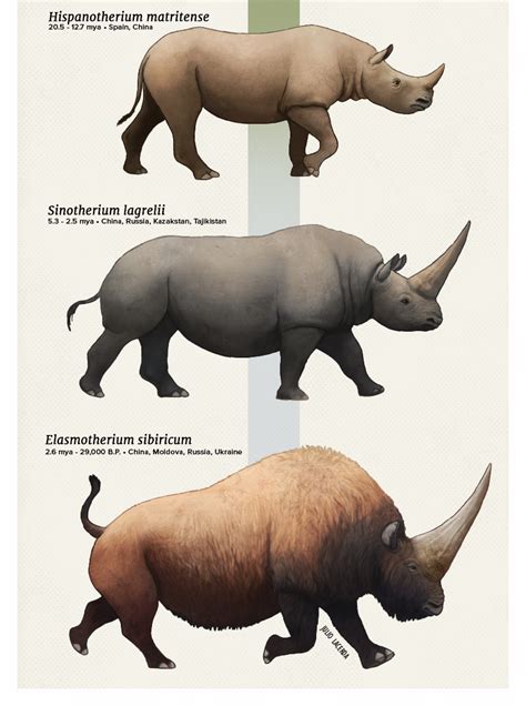 Evolution Series An Army Of Rhinos Extinct Animals Prehistoric