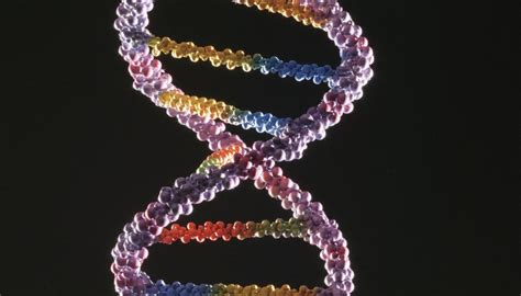 What Is The Sequence Of Bases On The Complementary Dna Strand Sciencing