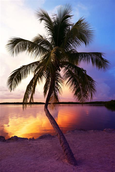 Palm Tree At Sunset Florida Poster Kunstdrucke Fototapeten