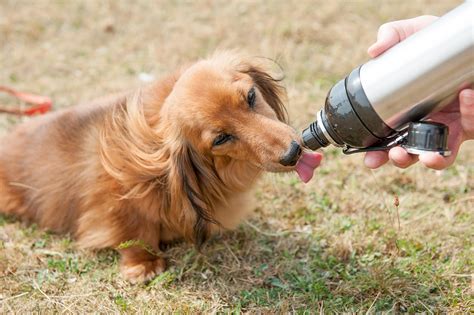 Can a dog get sick from drinking pool water? Long Paws Pet Water Bottle For Dogs - Portable Drinking Flask