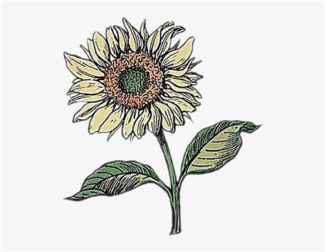 Download Sunflower Drawing Doodle Flower Aesthetic Drawing