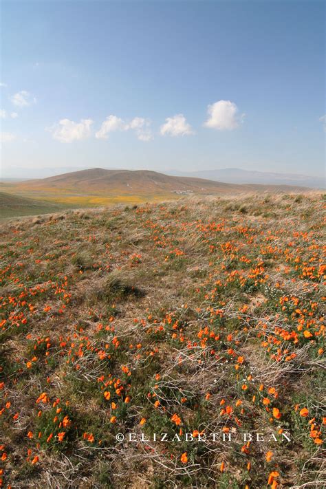 Spent a morning at the antelope valley california poppy reserve braving 35 mile per hour winds to see the spectacular superbloom. Antelope Valley Poppy Fields | Poppy field