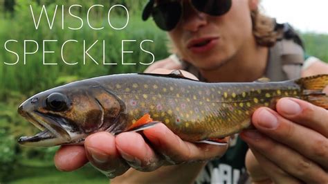 Wisconsin Native Brook Trout Tiny Clear Creek Wild Gems Fly Fishing