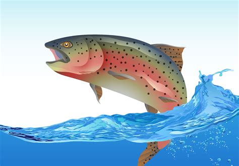 Rainbow Trout Jumping 125018 Vector Art At Vecteezy