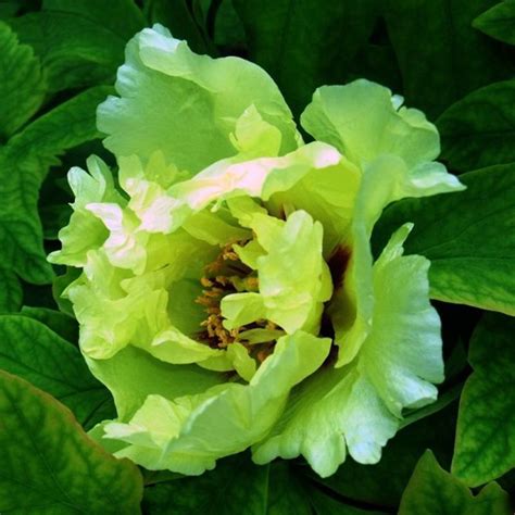 2019 Hot Selling Rare Green Peony Flowers Seeds Potted Plants Balcony