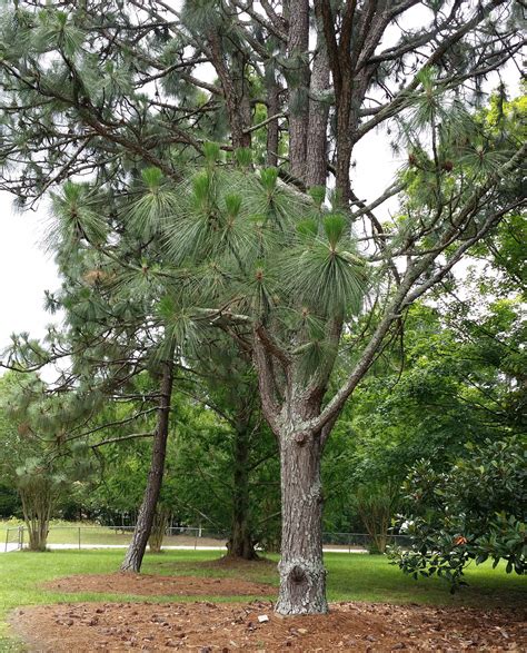 Longleaf Pine Native Plants Tree Arboretum