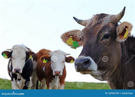 Three Young Dairy Cows With Horns On A Pasture Stock Photo Image Of