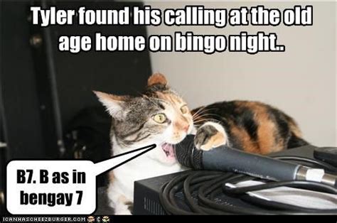 Pin By Latest Bingo Bonuses On Bingo Funny Pictures Cats And Kittens
