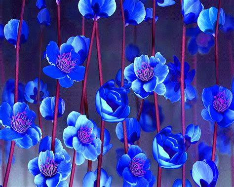 Blue Sakura Flowers Blue Sakura Flowers Hd Wallpaper Peakpx