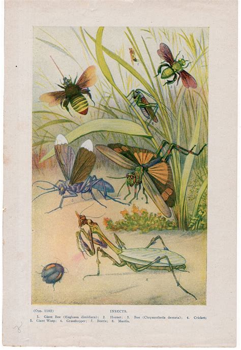 1920 Insects Lithgoraph Original Vintage Bug Print Bee Etsy In 2021