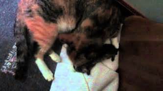 Mama Cat Takes Dead Kitten Back To Birthing Spot And Tries To Nurse Him