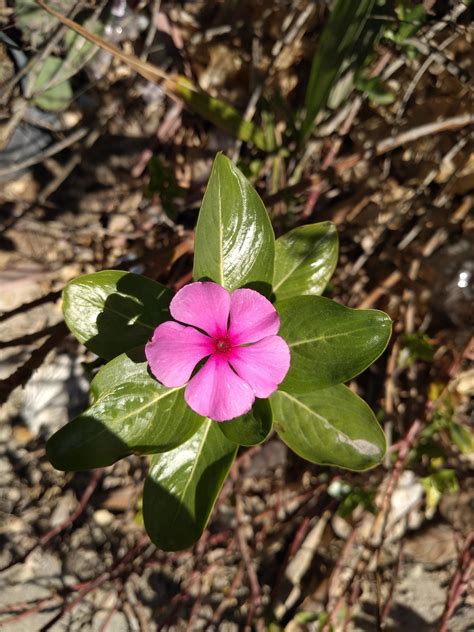 Another Flower Rosy Periwinkle Rteenagersnew