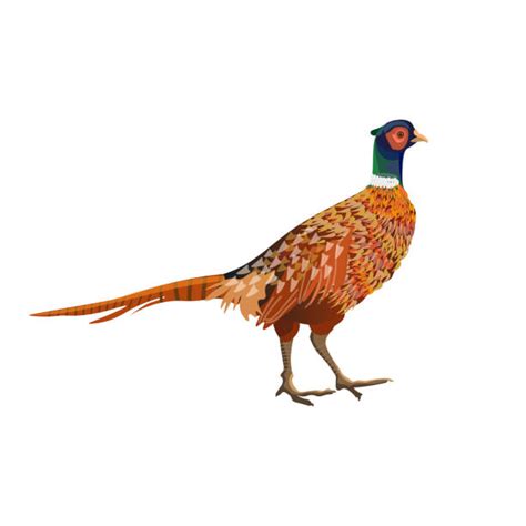 Cartoon Of The Pheasant Hunting Illustrations Royalty Free Vector