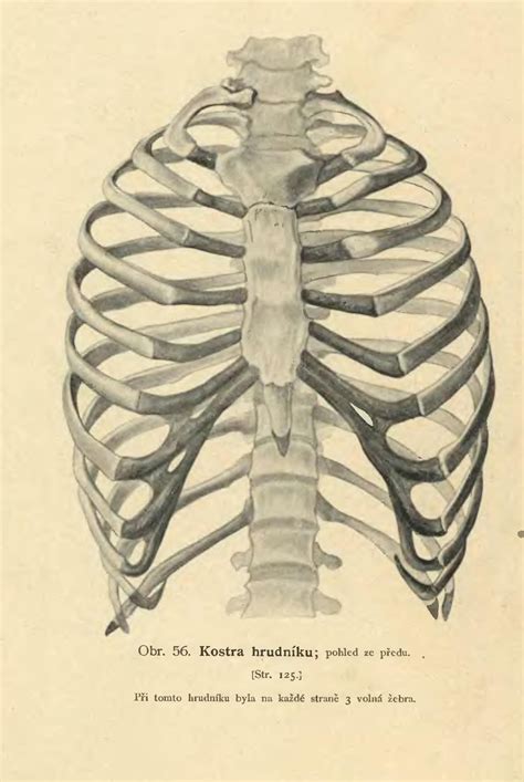 Ribcage — rib cages also ribcage n count your rib cage is the structure of ribs in your chest. Rib cage pain | General center | SteadyHealth.com