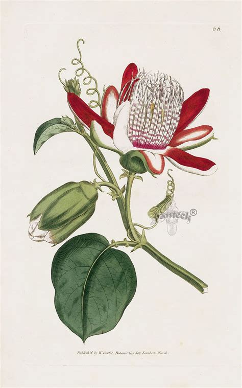 William Curtis Botanical Magazine Antique Prints 1787 1817 Botanical