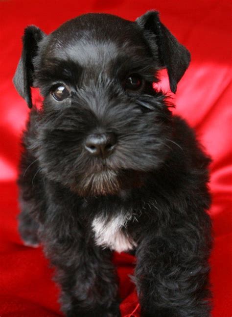 Black Miniature Schnauzer Puppy So Adorable I Had One Thatlooked Just