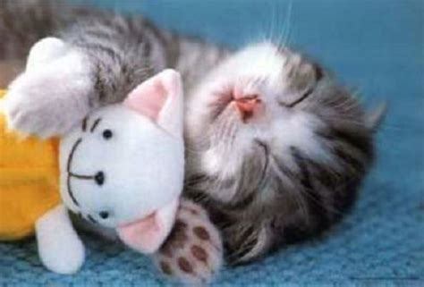 Cute And Funny Sleeping Cats Funny Pictures ~ Love Sepphoras