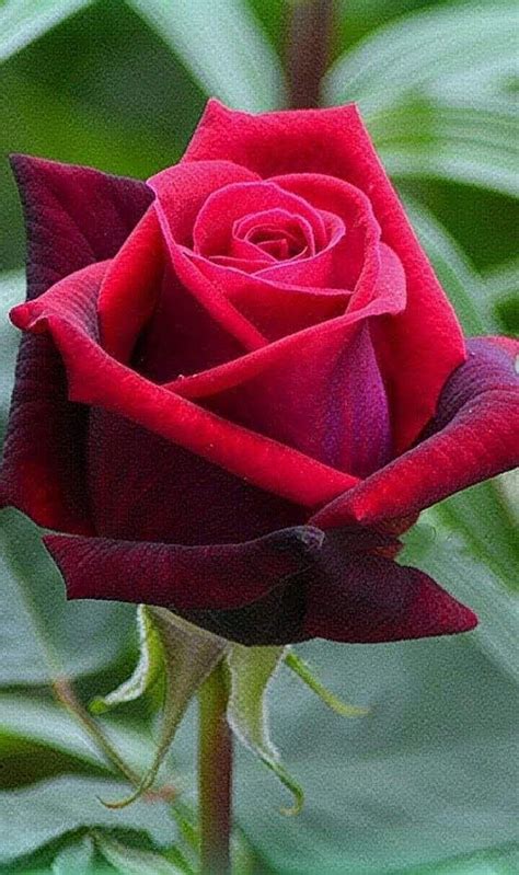 Rosa Roja Rosas Bonitas Flores Bonitas Y Rosas