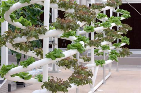 Hydroponic Growing By Rexis Design On Patio And Backyard Organic