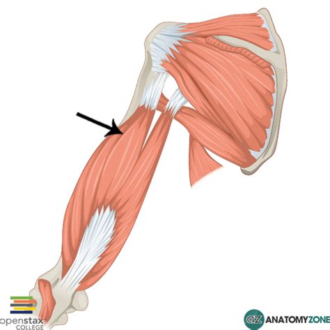 Triceps Anatomyzone