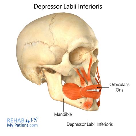 Select from premium depressor labii inferioris images of the highest quality. Depressor Labii Inferioris | Rehab My Patient