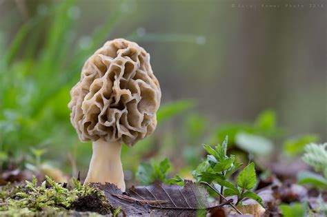 Morchella esculenta | Stuffed mushrooms, Morel mushroom, Morels