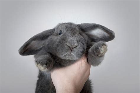 How to train a rabbit to do tricks. 35 Of The Cutest Bunny Rabbits Are Cuteness Overload.