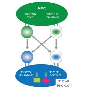 Cancer Immunotherapy Investigate The TIGIT CD226 Pathway Tebubio S Blog