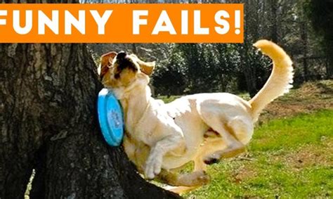 Try Not To Laugh Animals Funny Pet Fails Compilation 2018