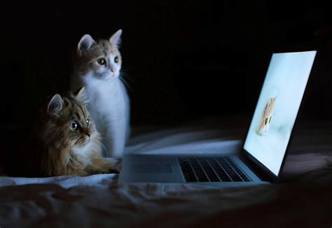 Gambar wallpaper keren dengan kualitas terbaik, baik itu hd hingga 3d sangat dibutuhkan untuk mempercantik tampilan hp, pc, hingga laptop. cat laptop Wallpapers HD / Desktop and Mobile Backgrounds