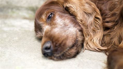 Sie machen es ihm einfacher zu gehen, wenn sie ihm beruhigend zur seite stehen. Hunde-Euthanasie: Was ist das? Wann wird es verwendet ...