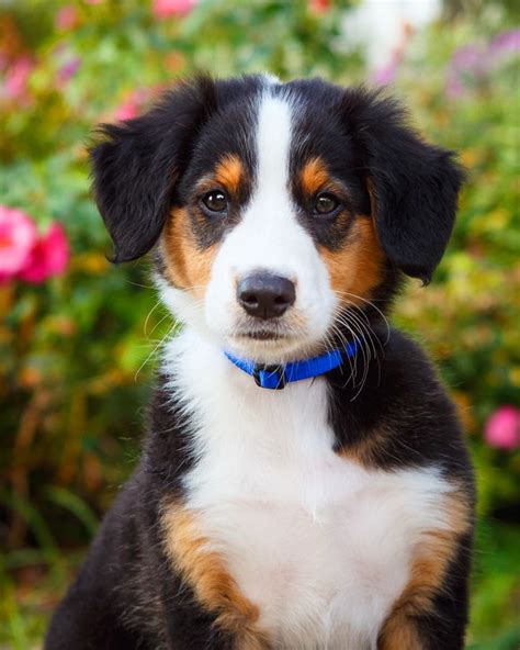They have lived in our living room, on our back deck in a 10x10 pen and are now. The 25+ best English shepherd ideas on Pinterest ...