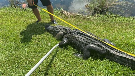 Florida Alligator Attack A Woman Was Attacked By A 10 Foot Alligator