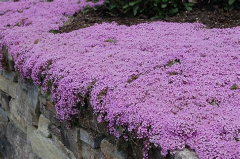 Creeping Thyme Is A Very Short Flowering Ground Cover It Looks