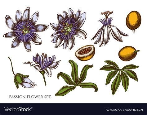 Set Hand Drawn Colored Passion Flower Royalty Free Vector