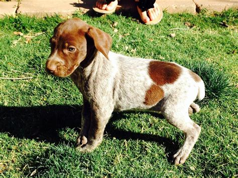 German Shorthaired Pointer Pups Small Game Upland Bird And