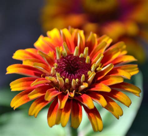 Your next weekend adventure awaits, and it's filled with fun. Fall Zinnia | Little garden, Zinnias, Garden