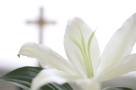 Free Holiday Wallpapers Easter Lily Wallpapers