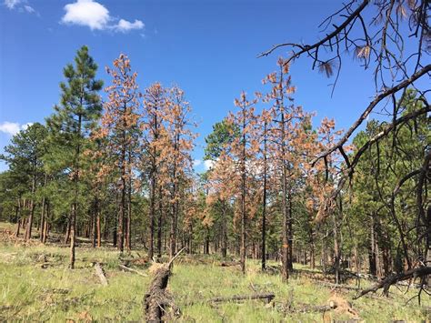 Bark Beetles Kill Thousands Of Acres Of Ponderosa Pines As Drought Intensifies KNAU Arizona