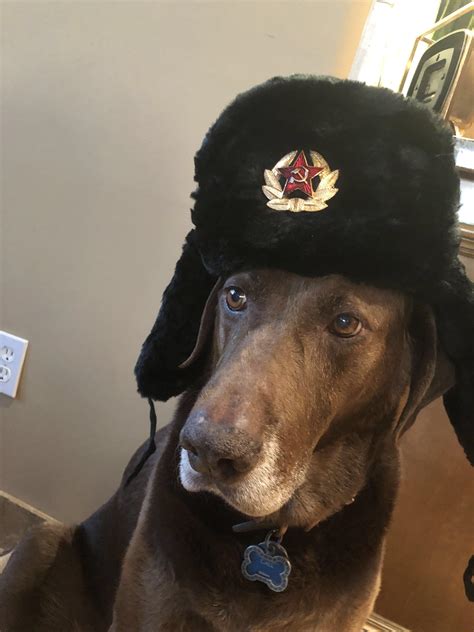 Soviet Doggo Sovietwomble