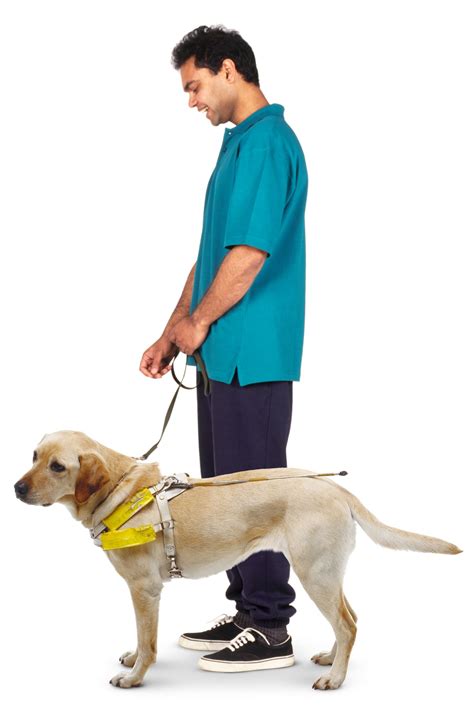Facts About Guide Dogs Seeing Eye Dogs Dk Find Out