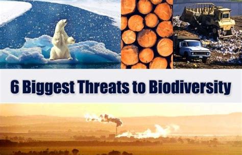 Threats To Biodiversity 6 Major Loss Of Biodiversity Bioexplorer