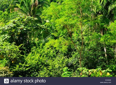 Tropical Jungle Trees Branches High Resolution Stock Photography And
