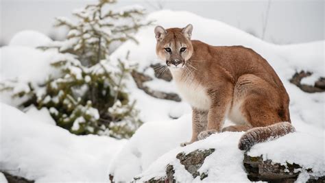 Hunting For Male Mountain Lions To Close In Hunting Districts